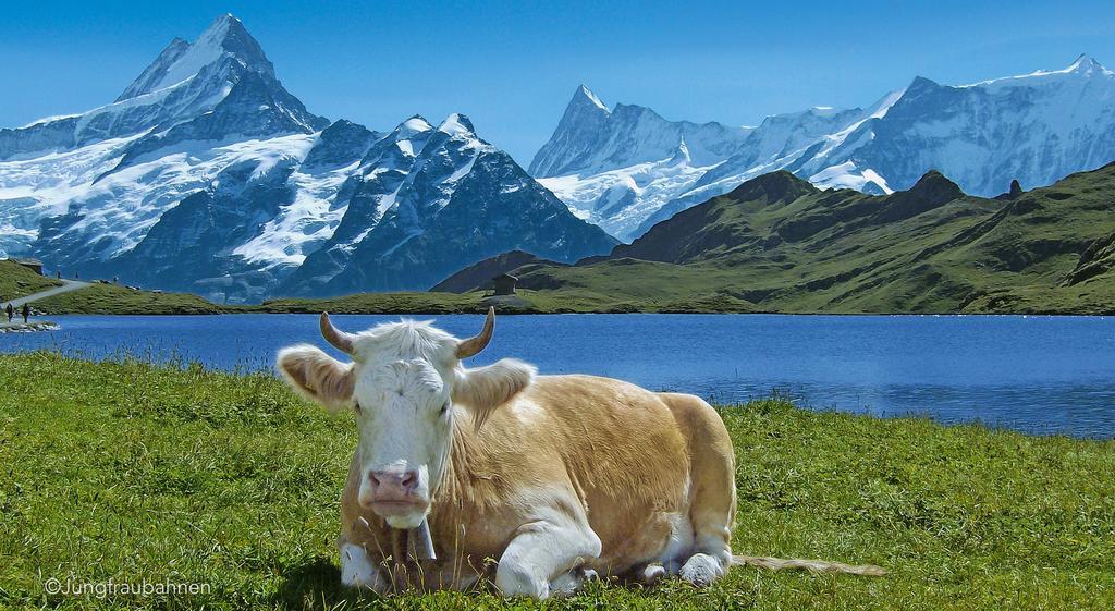 Camping Jungfrau Lauterbrunnen Dış mekan fotoğraf